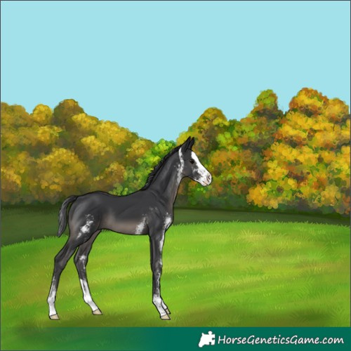 Horse Color:Black Sabino Splash 