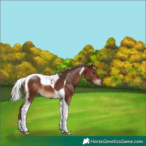 Horse Color:Silver Brown Tobiano 