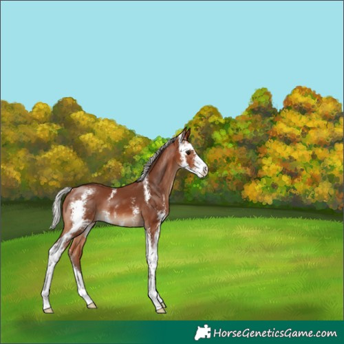 Horse Color:Silver Brown Sabino 