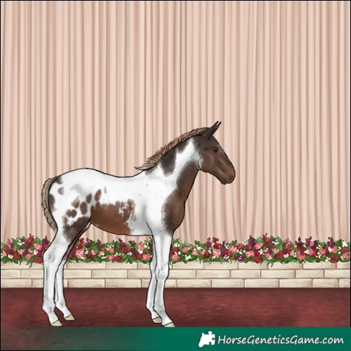 Horse Color:Liver Chestnut Tobiano Blanket
