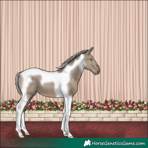 Horse Color:Silver Grullo Tobiano 