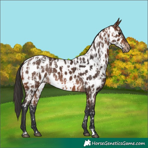Horse Color:Bay Near Leopard and Brown Near Leopard