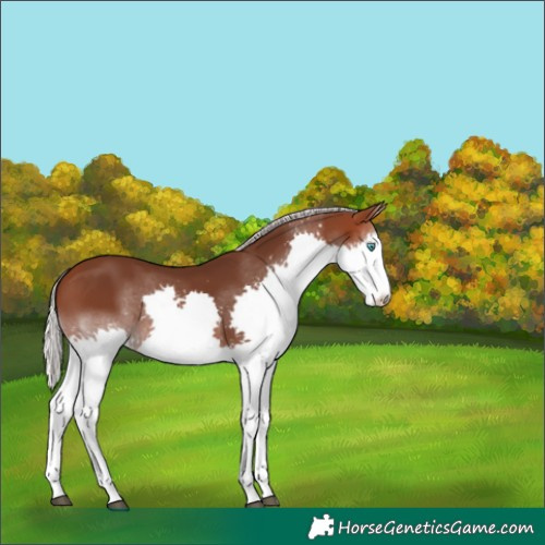 Horse Color:Silver Brown Mushroom Splash