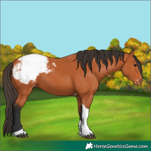 Horse Color:Bay Tobiano Snowcap 
