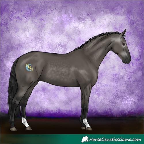 Horse Color:Gray Grullo 