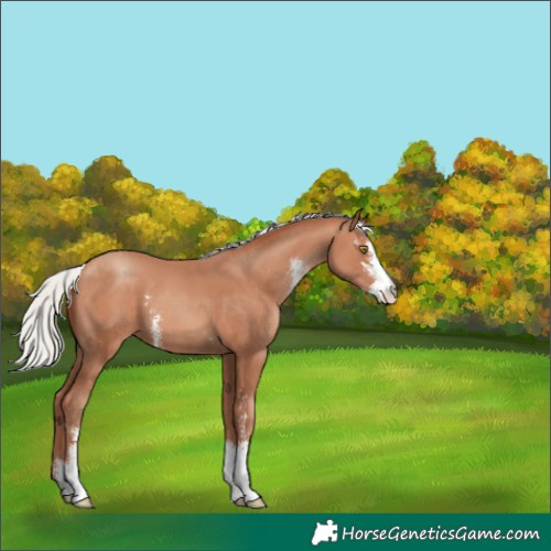 Horse Color:Silver Sable Champagne Sabino Varnish