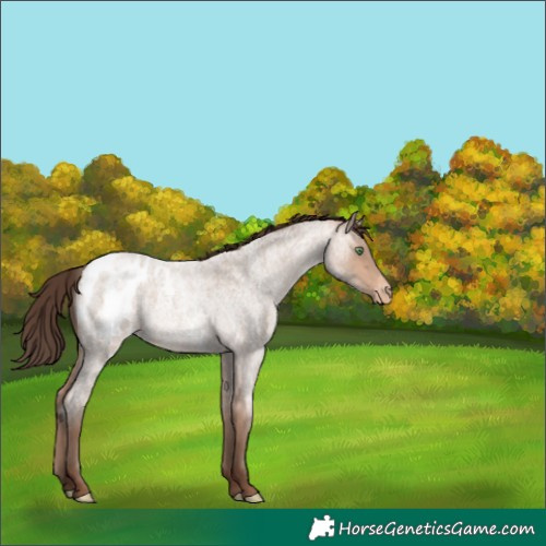 Horse Color:Amber Champagne Roan Blanket