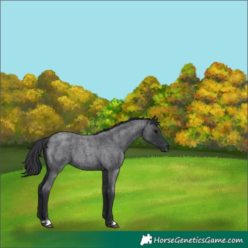 Horse Color:Blue Roan 