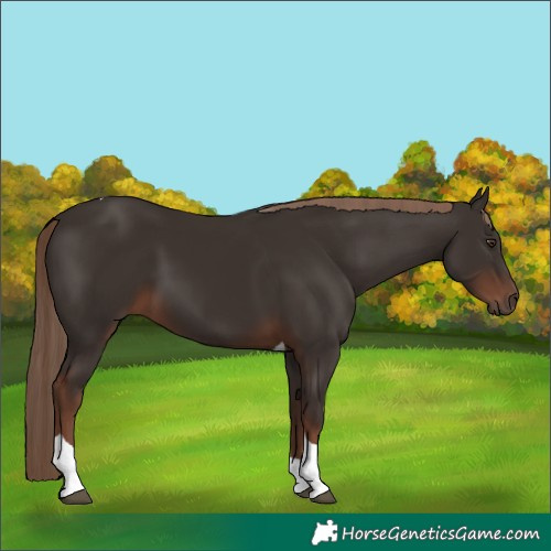 Horse Color:Liver Chestnut Tobiano