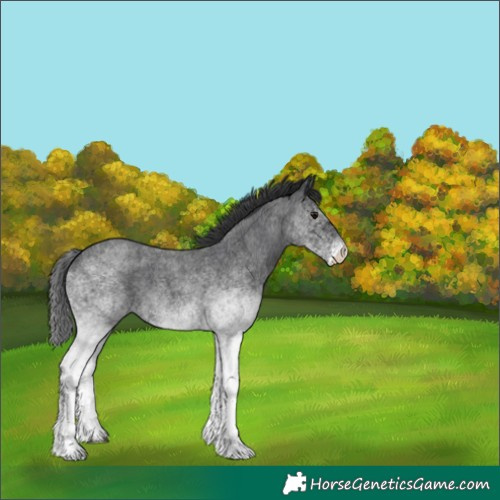 Horse Color:White Spotted Blue Roan 