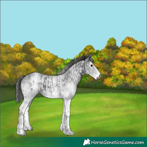 Horse Color:Gray White Spotted Black and Gray White Spotted Black