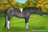 Horse Color:Black Tobiano 