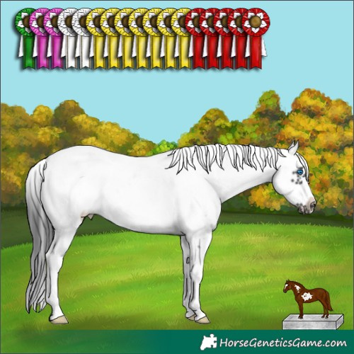 Horse Color:Black Sabino Frame 