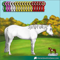 Horse Color:Black Sabino Frame