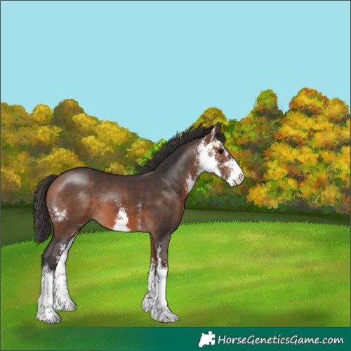 Horse Color:Bay Sabino