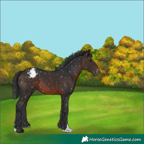 Horse Color:Brown Snowflake Varnish