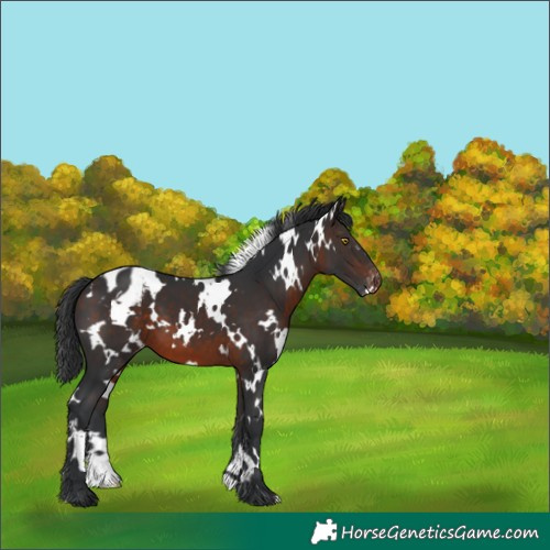 Horse Color:White Spotted Brown Varnish