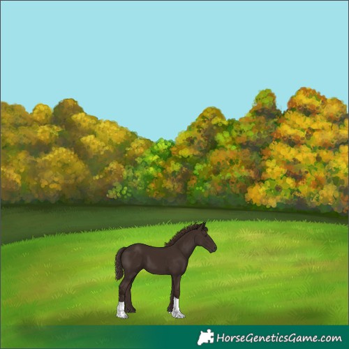 Horse Color:Liver Chestnut Tobiano