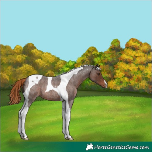 Horse Color:Liver Red Roan Tobiano 