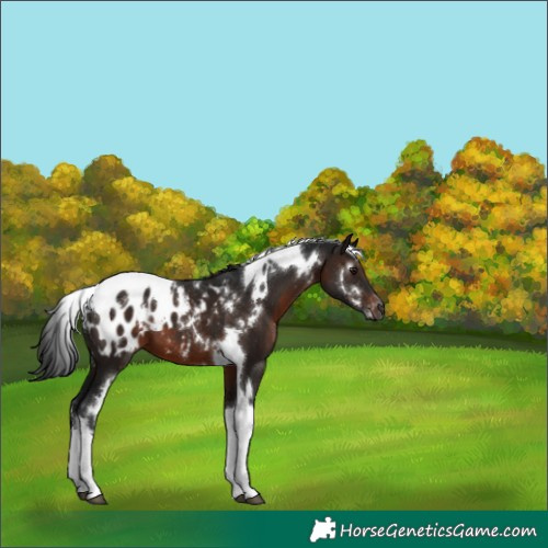 Horse Color:Gray White Spotted Brown Tobiano Blanket