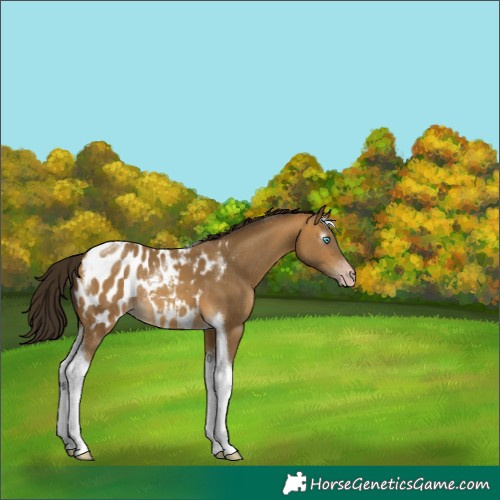 Horse Color:Gray Amber Cream Champagne Tobiano Blanket Rabicano 