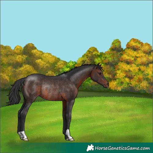 Horse Color:Brown Rabicano