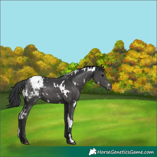Horse Color:White Spotted Black Blanket