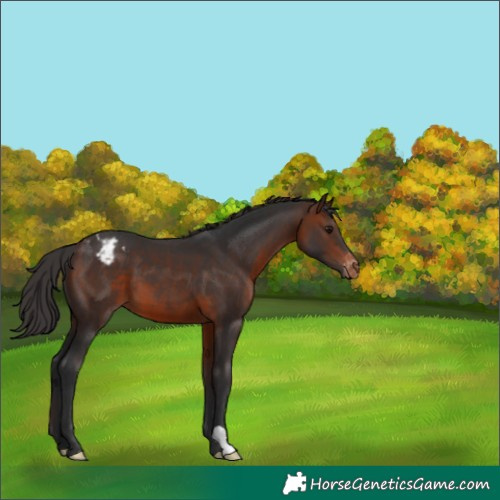 Horse Color:Brown Varnish