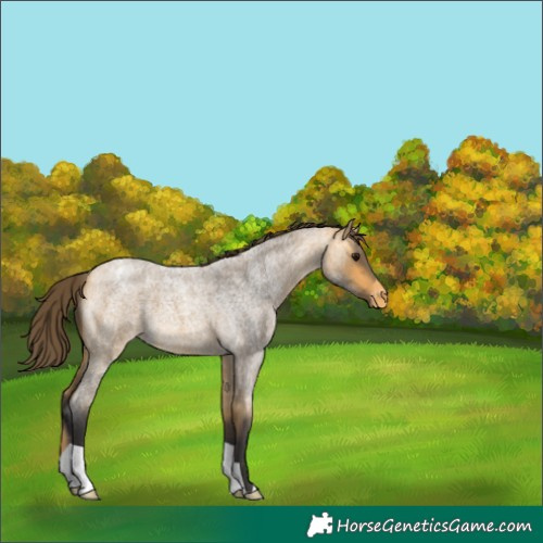 Horse Color:Buckskin Roan Blanket