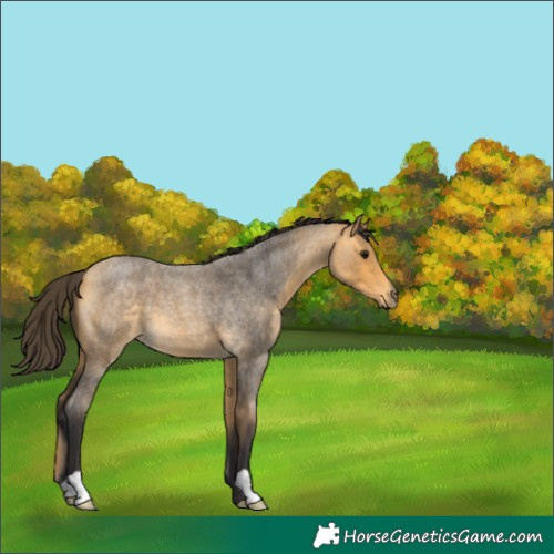 Horse Color:Buckskin Roan