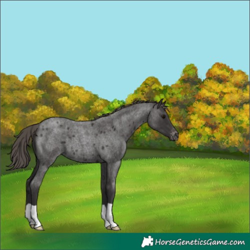 Horse Color:Smoky Blue Roan Varnish