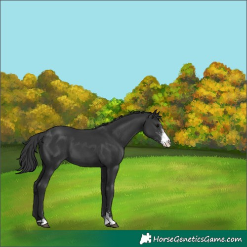 Horse Color:Black Sabino
