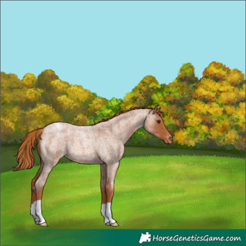 Horse Color:Red Roan Blanket