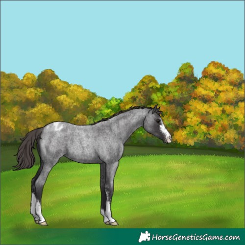 Horse Color:Smoky Blue Roan Sabino Varnish