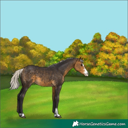 Horse Color:Silver Buckskin Sabino 