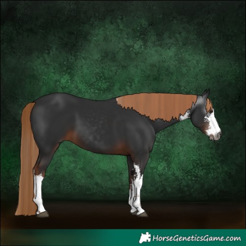 Horse Color:Gray White Spotted Liver Chestnut