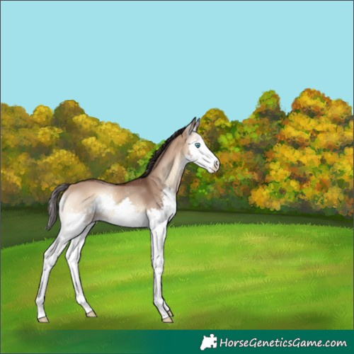 Horse Color:Bay Onyx Splash 