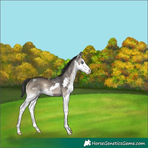 Horse Color:Blue Onyx Splash