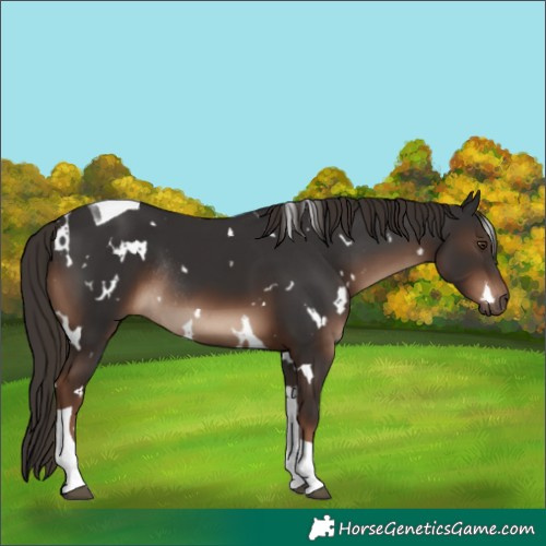 Horse Color:White Spotted Liver Chestnut Tobiano Rabicano 
