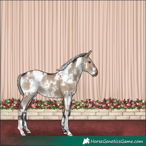 Horse Color:White Spotted Silver Brown Dun 