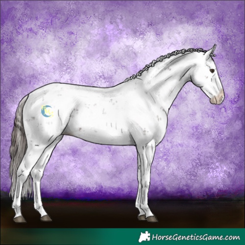 Horse Color:Liver Chestnut Sabino Splash Snowflake Varnish