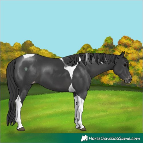 Horse Color:Black Tobiano Varnish 