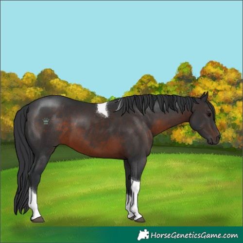 Horse Color:Brown Tobiano 