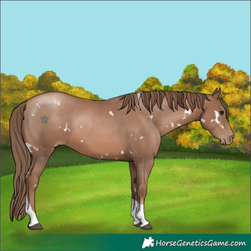 Horse Color:White Spotted Black Pearl Tobiano