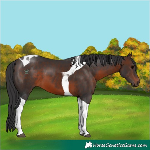 Horse Color:Brown Tobiano