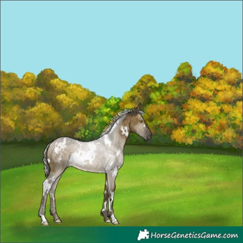Horse Color:White Spotted Silver Buckskin Dun