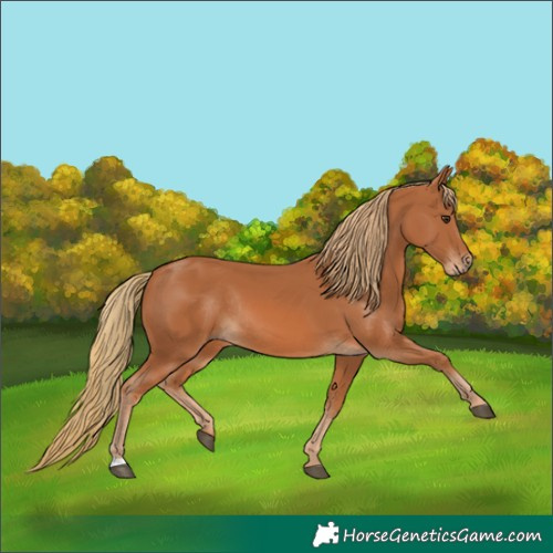 Horse Color:Unknown 