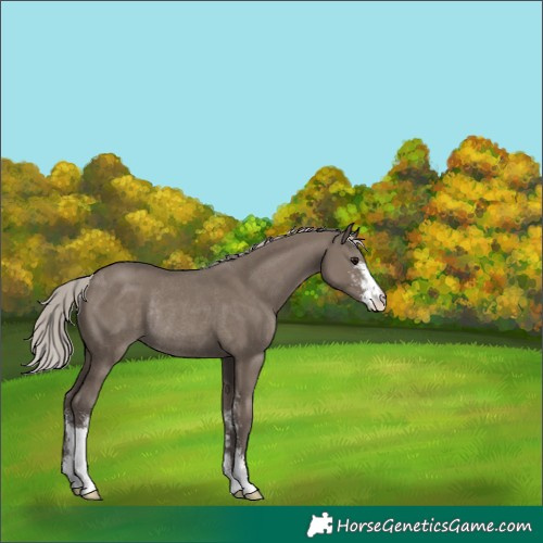 Horse Color:Silver Grullo Sabino Rabicano