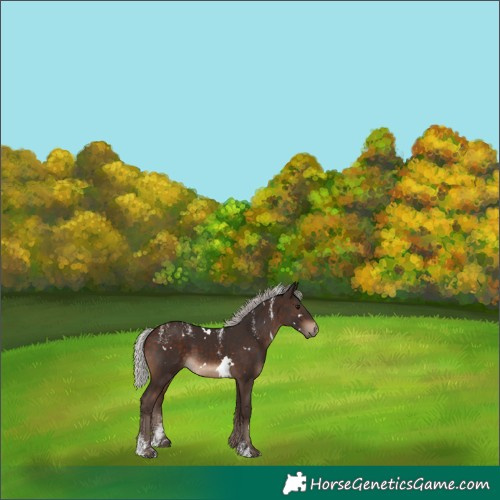 Horse Color:Powder White White Spotted Silver Bay