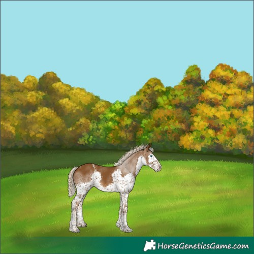 Horse Color:Powder White Chocolate Palomino Splash Tobiano Rabicano 